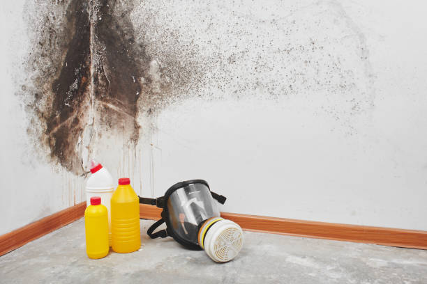 Best Basement Mold Remediation in Burns Flat, OK