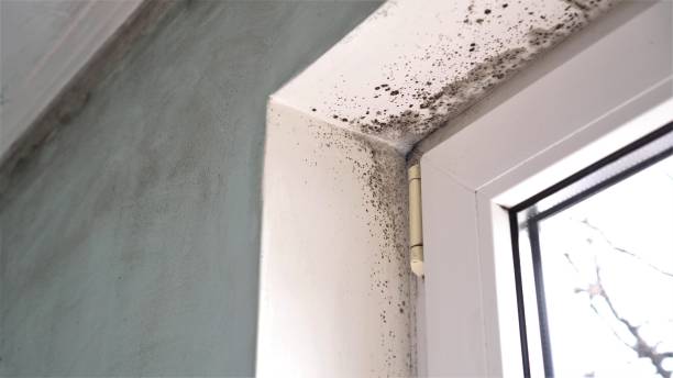 Best Industrial Mold Remediation in Burns Flat, OK