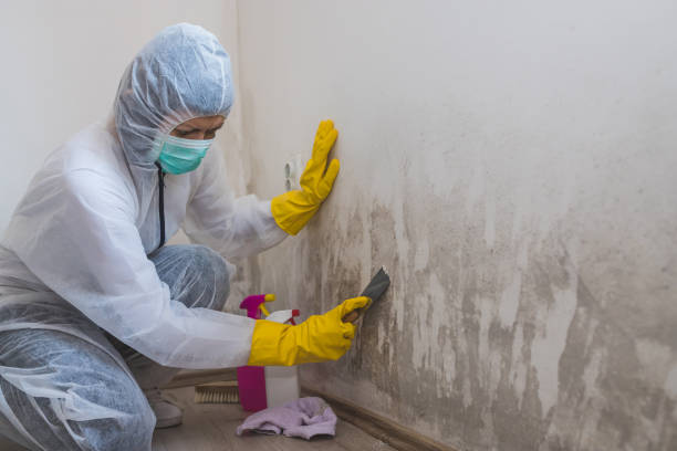Best DIY Mold Remediation Support Services in Burns Flat, OK