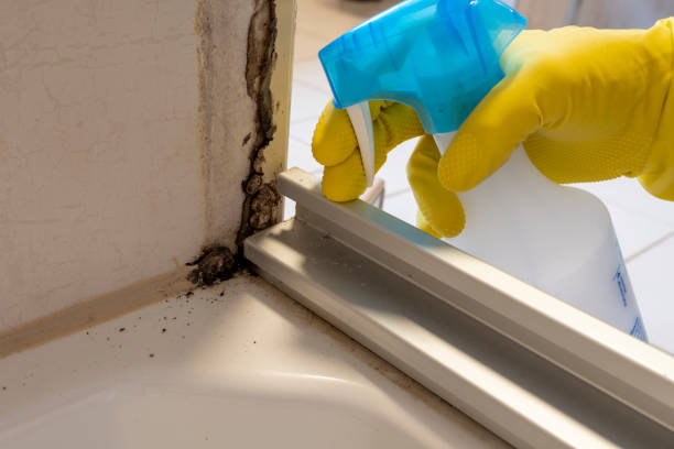 Best Commercial Mold Remediation in Burns Flat, OK