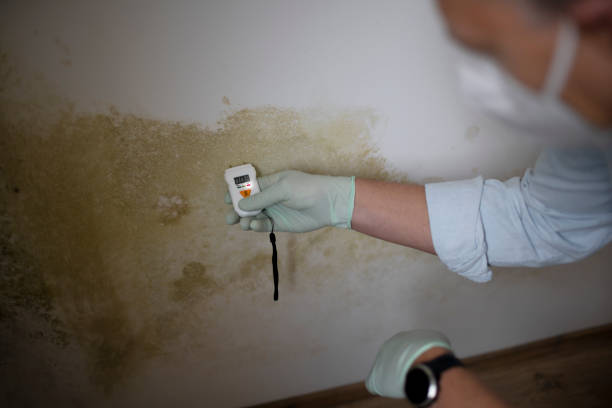 Reliable Burns Flat, OK Mold Remediation Solutions