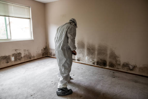 Best Industrial Mold Remediation in Burns Flat, OK