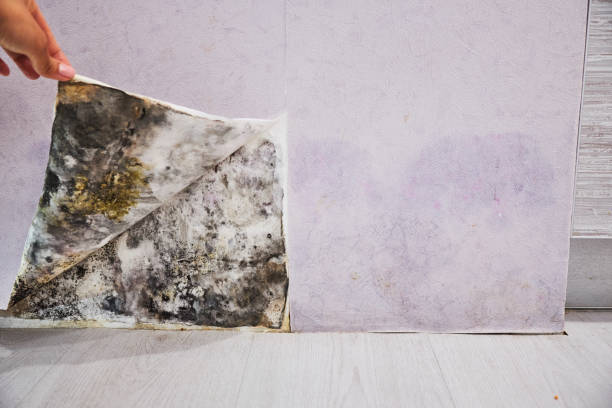 Best Insurance-Related Mold Remediation in Burns Flat, OK